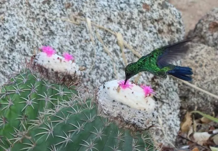 Cabanita En El Bosque Seco Tropical -Microrreserva El Guamacho Σάντα Μάρτα